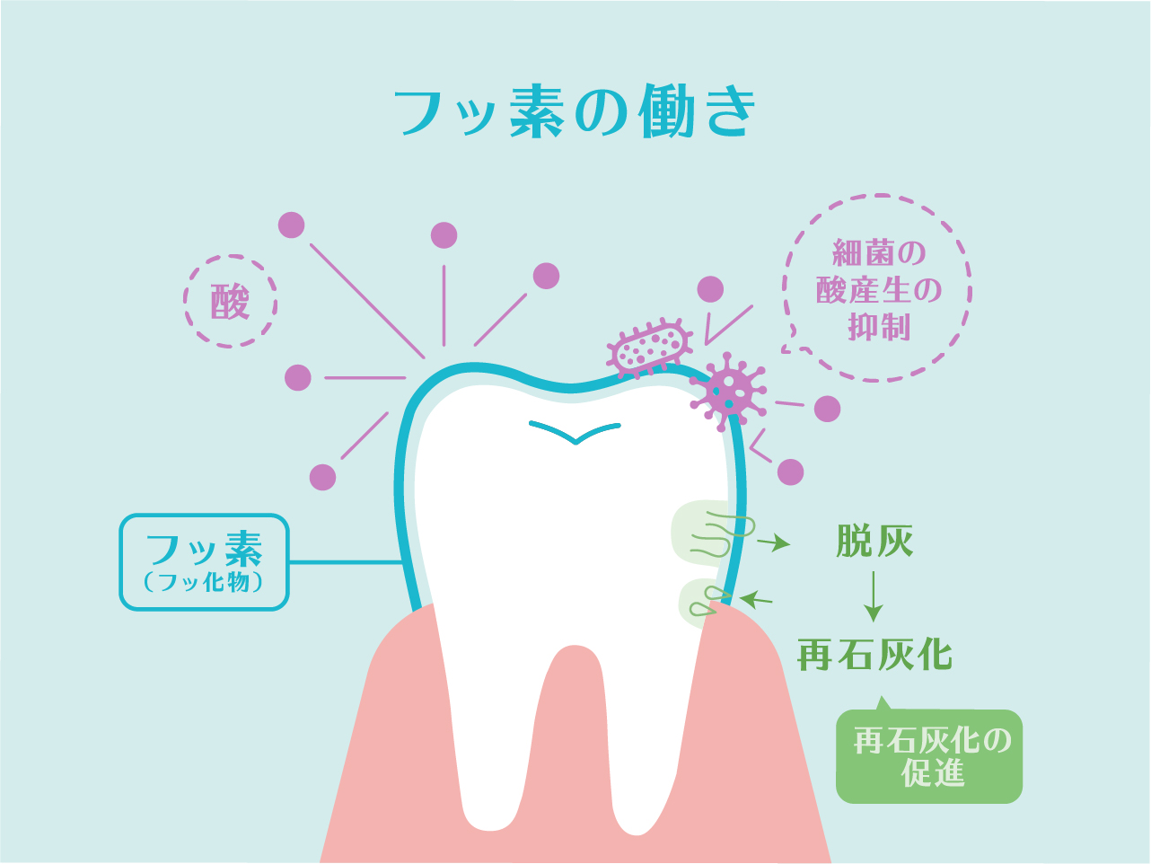 フッ素の働き|あおぞら歯科・国領・布田